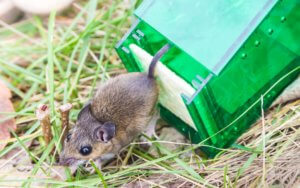 Mouse released from humane mouse trap